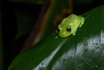 Emerald Glass Frog