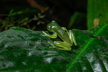 Emerald Glass Frog