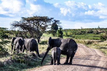 herd of elephants
