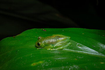 Emerald Glass Frog
