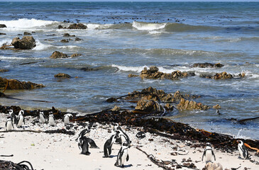 birds-south-africa-close-up-colony-endangered-jack-ass-penguins-coast-beach