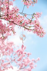 Pink Cherry Blossoms Adorn Branches Against a Bright Blue Sky with a Clear Wind Chime Hanging from a Branch Nature Photography