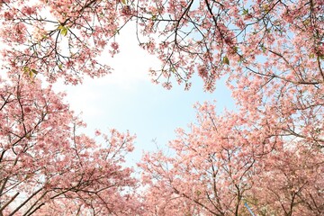 Pink Cherry Blossoms Framing Light Blue Sky in Romantic Outdoor Setting Floral Beauty Nature Photography Peaceful Scene Spring Season Delicate Flowers