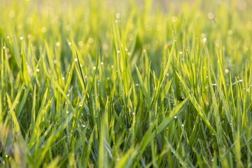 Lush Green Grass Blades Adorned with Sparkling Dew Drops in Warm Sunlight