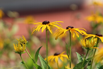 yellow flowers in the garden