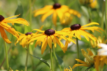 yellow flowers in the garden
