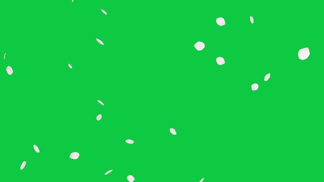 Falling pink blossom on green screen motion graphics, blossom animation on green  background, animation background, 4k video