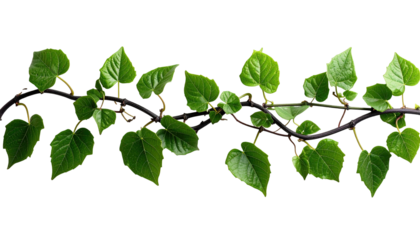 A vibrant vine with heart-shaped, light green leaves elegantly trails against a stark black background. The dark stem winds organically, showcasing healthy foliage