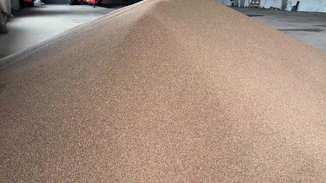 huge pile of wheat grains growing in warehouse
