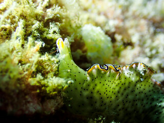 Macro shot of green nudibranch at Tioman Island