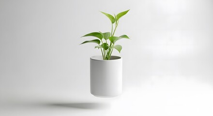 Green Plant in White Floating Pot on White Background