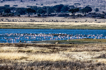 Flamingo in the water