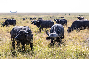African buffalo