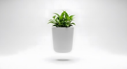 Fresh Potted Green Plant on a White Background