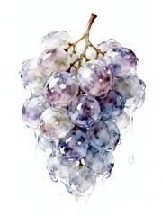 Surreal Fruits Series : A delicious looking healthy bunch of ripe purple grapes on a white background suitable for graphic design and decoration 004
