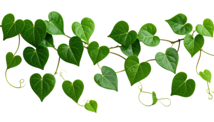 A vibrant, looping vine with heart-shaped leaves, showcasing variations in green shades, against a stark black background. Twisting tendrils and a naturalistic aesthetic create a sense of life