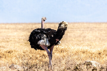 ostrich in the savannah