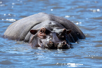 hippopotamus in water