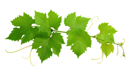 A vibrant green grapevine branch, cut out on a black background. The stem supports several large, textured leaves and delicate tendrils. The leaves have prominent veins