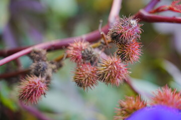 The red castor grows outdoors