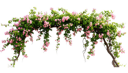 An archway, covered in vibrant green leaves and clusters of pink flowers, is isolated against a black background. The floral arrangement forms a graceful, inviting entrance