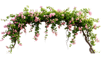 An archway, covered in vibrant green leaves and clusters of pink flowers, is isolated against a black background. The floral arrangement forms a graceful, inviting entrance