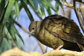 bird on a branch