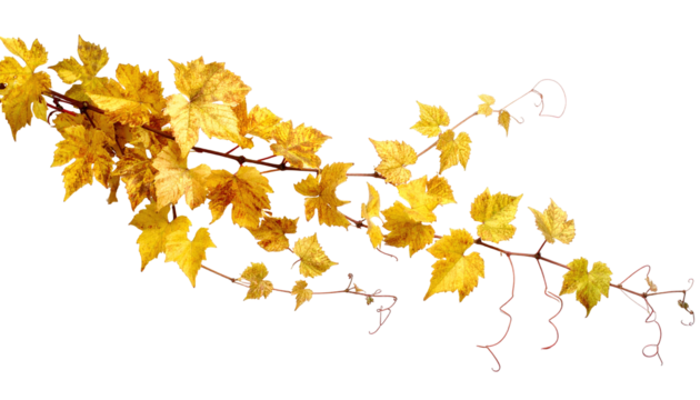 A close-up shot showcases a twisting vine, its branches adorned with vibrant yellow leaves in various stages of turning. Delicate tendrils curl alongside the stems against a black background