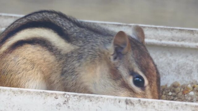 Chipmunk eating seeds close-up, adorable small animal feeding outdoors in natural light