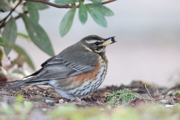 Fototapeta premium The redwing (Turdus iliacus) is a bird in the thrush family. This photo was taken in Japan.