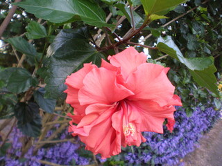 Obraz premium Close-Up of Vibrant Pink Hibiscus Flower in Garden with Green Leaves and Purple Ground Cover