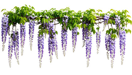 A cascade of lavender-hued, cascading flowers and lush green leaves hang from a brown wooden structure. The blooms dangle gracefully, a vibrant display against the black background