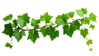 A detailed image showcases a leafy vine with vibrant green leaves attached to a brown stem. The vine gracefully curves across the frame. The background is pure black