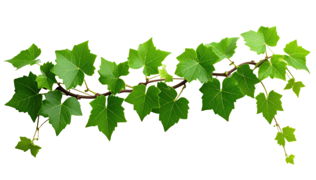 A detailed image showcases a leafy vine with vibrant green leaves attached to a brown stem. The vine gracefully curves across the frame. The background is pure black