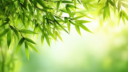 Fresh Green Bamboo Leaves with Soft Blurred Background in Nature