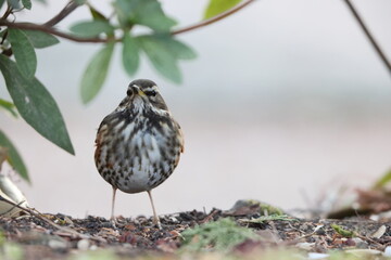 The redwing (Turdus iliacus) is a bird in the thrush family. This photo was taken in Japan.