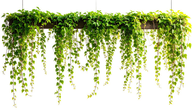 A lush, hanging plant arrangement with vibrant green foliage cascades downwards. The leaves are numerous and detailed. The plant is suspended from an unseen structure. The image has a black background