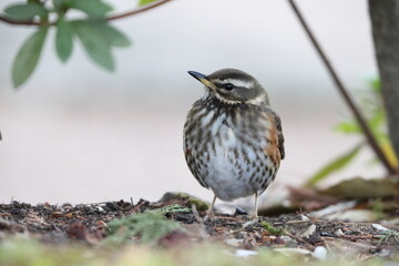 The redwing (Turdus iliacus) is a bird in the thrush family. This photo was taken in Japan.