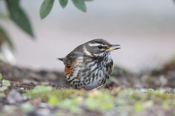 The redwing (Turdus iliacus) is a bird in the thrush family. This photo was taken in Japan.