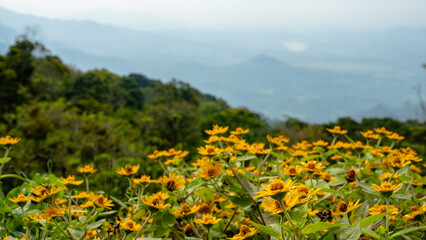 Melampodium divaricatum, also known as butter daisy or gold medallion flower with landscape background. This plant is a popular annual that produces numerous small, bright yellow flowers.