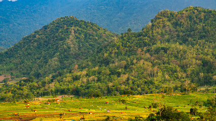 Obraz premium Rice Field, Mountain, and Hills View in Banjarharjo, Brebes Regency, Central Java, Indoensia