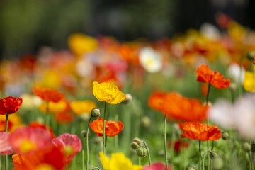 Vibrant Poppy Field in Bloom with Red Orange and Yellow Flowers on Green Stems Under Soft Sunlight