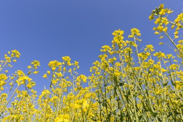 Vibrant Yellow Rapeseed Flowers Blooming Under Clear Blue Sky in Spring Sunlight