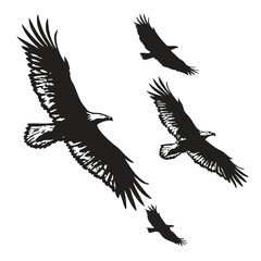 Silhouette of Four Eagles Soaring in Flight birds flying