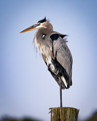 great blue heron in Ormond Beach, Florida