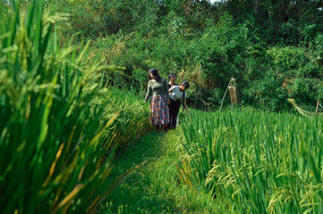 Standing side by side on a narrow path, the girls gaze at the wide expanse of lush rice fields...