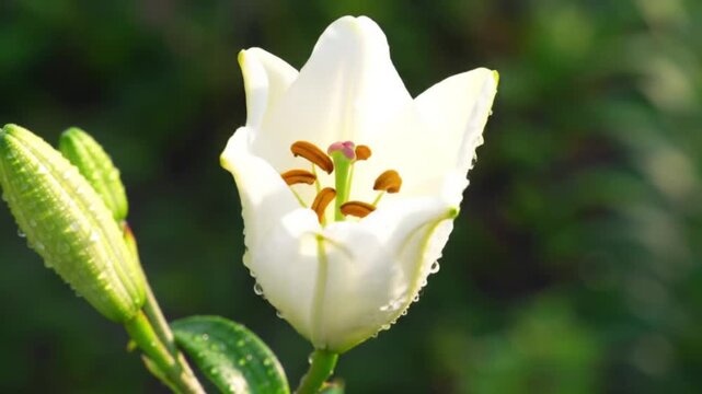 Blossoms Unveiled: The Spectacular Beauty of a Fully Opened Flower