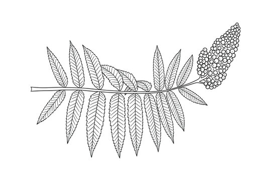 Sumac Drawing Sumac Images – Browse 24,812 Stock Photos, Vectors, and Video | Adobe Stock