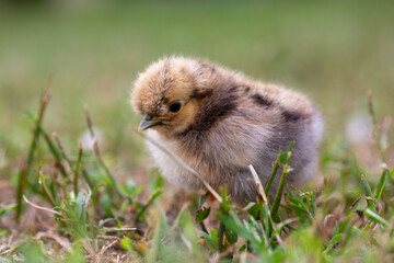 Silkie Chicks