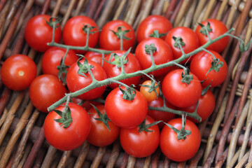 Cherry tomatoes in a basket. Fresh tomatoes on a branch in a wicker basket. Fresh harvest. Cooking. Close-up of tomatoes. Vegetables. Bright red tomatoes